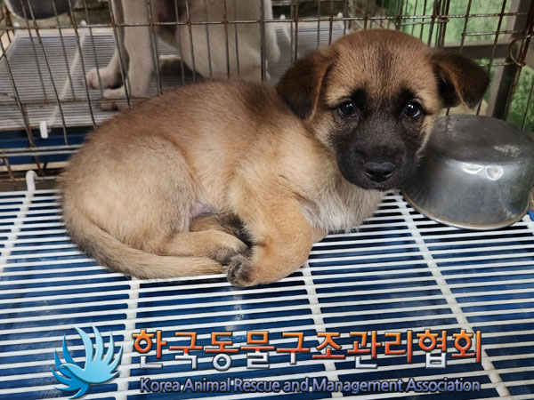 한국동물구조관리협회_441409202301285