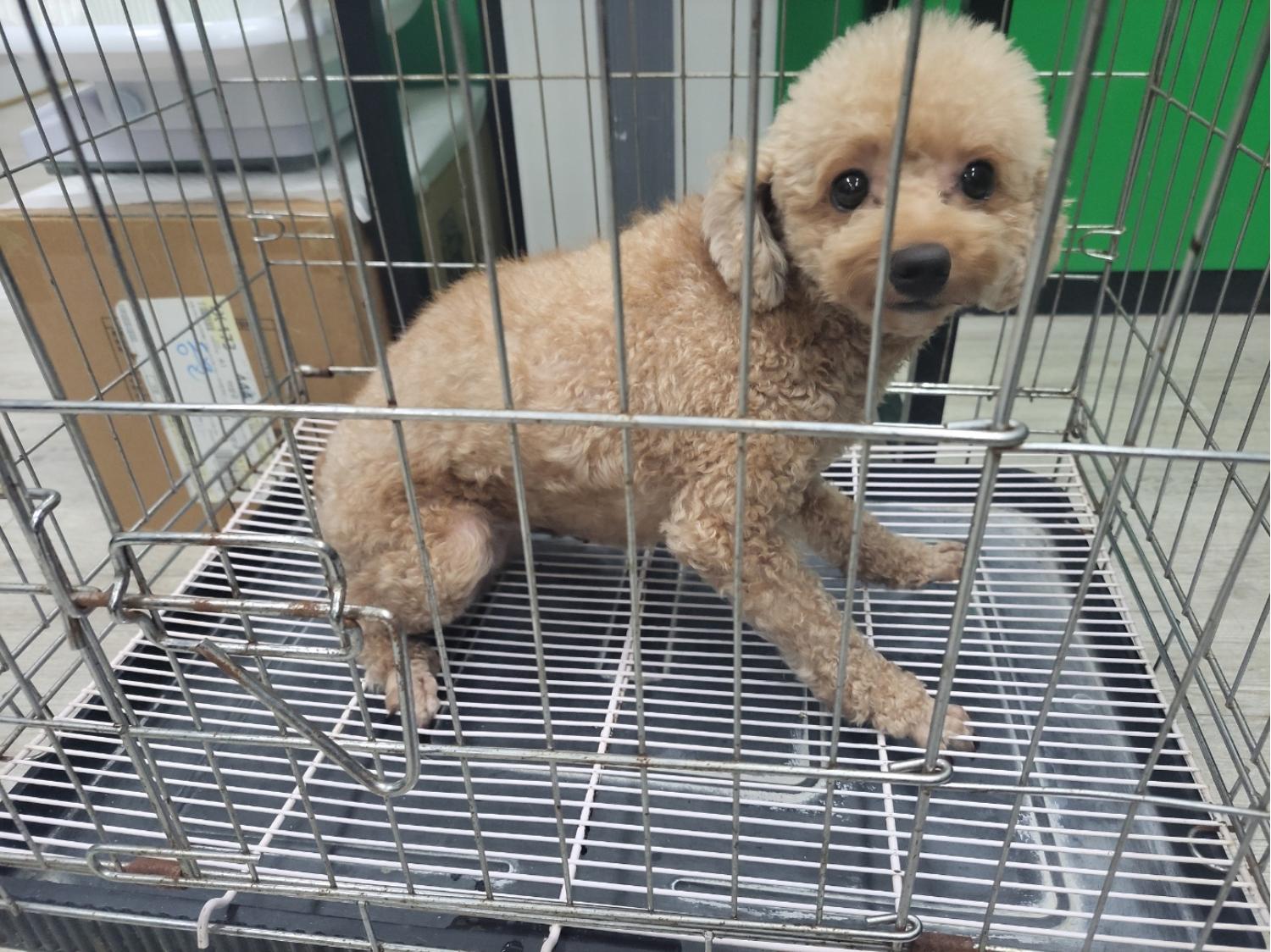 고양시동물보호센터_441394202301720