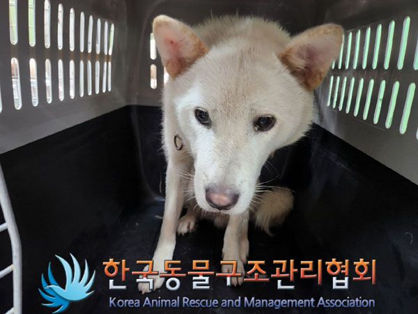 한국동물구조관리협회_411300202300333