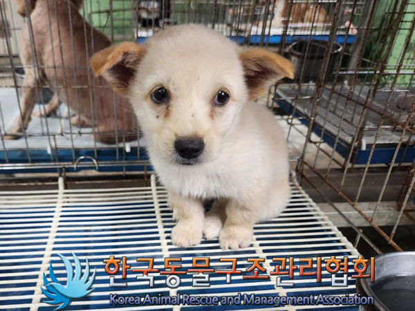 한국동물구조관리협회_441409202301284