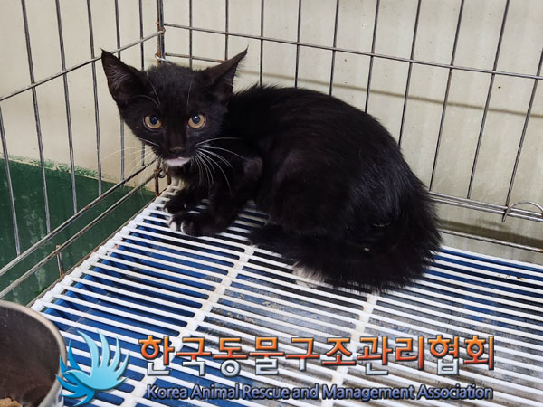 한국동물구조관리협회_441392202300175