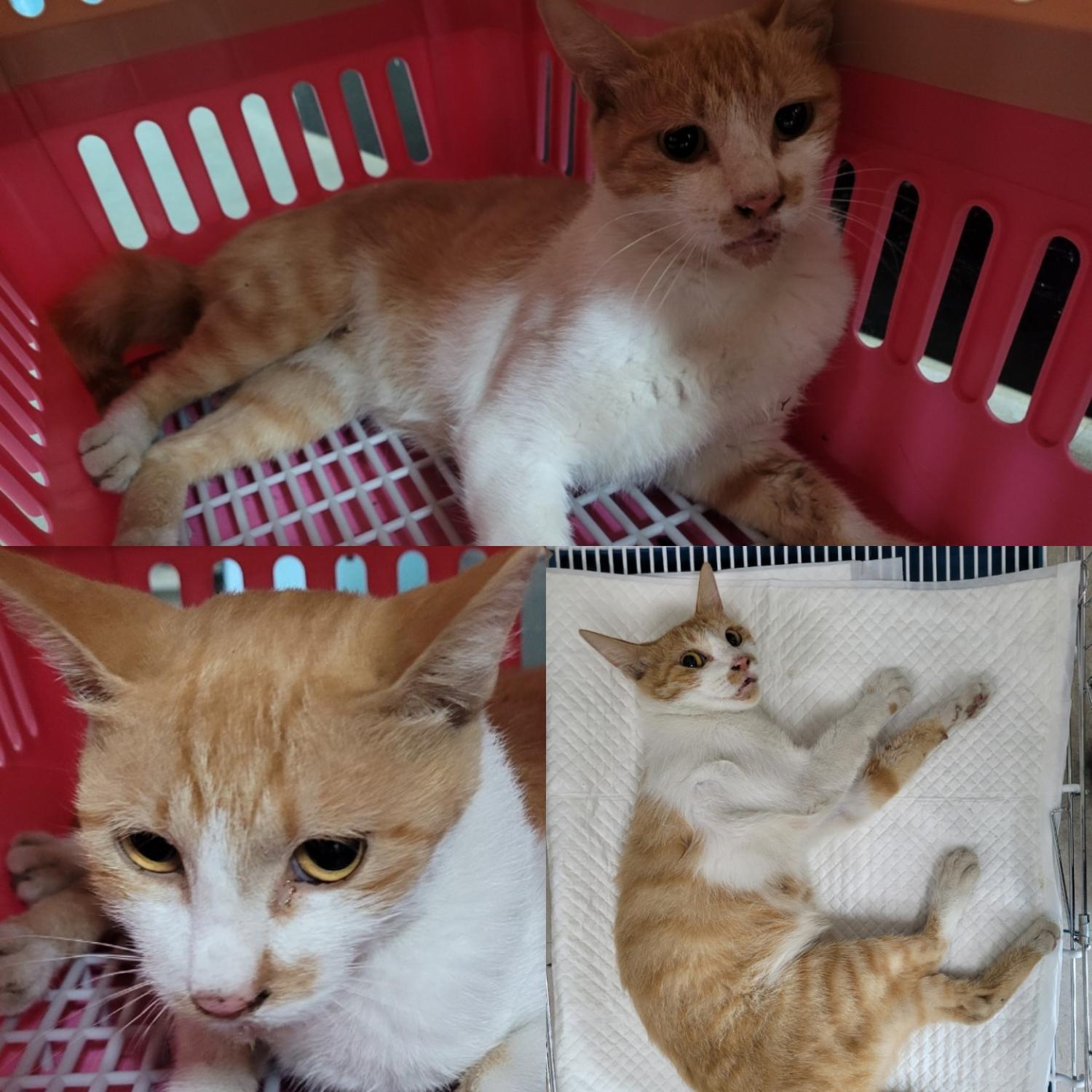논산시 동물보호센터_444454202300683