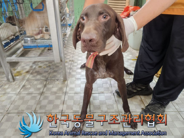 한국동물구조관리협회_441409202301287