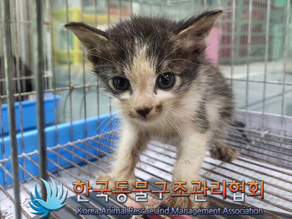 한국동물구조관리협회_441409202301289