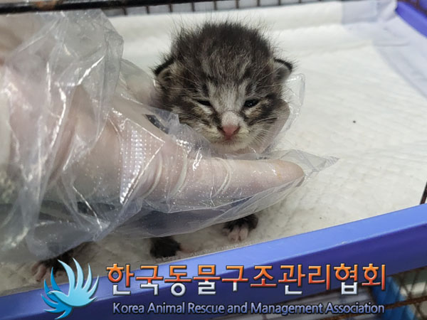한국동물구조관리협회_441409202301290