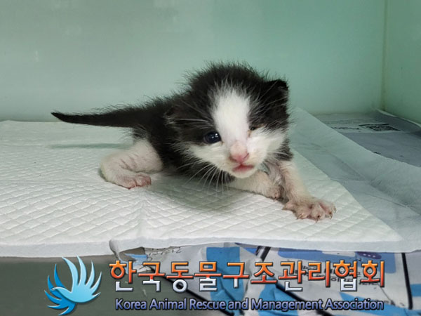 한국동물구조관리협회_441559202300845