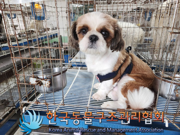 한국동물구조관리협회_441382202300538