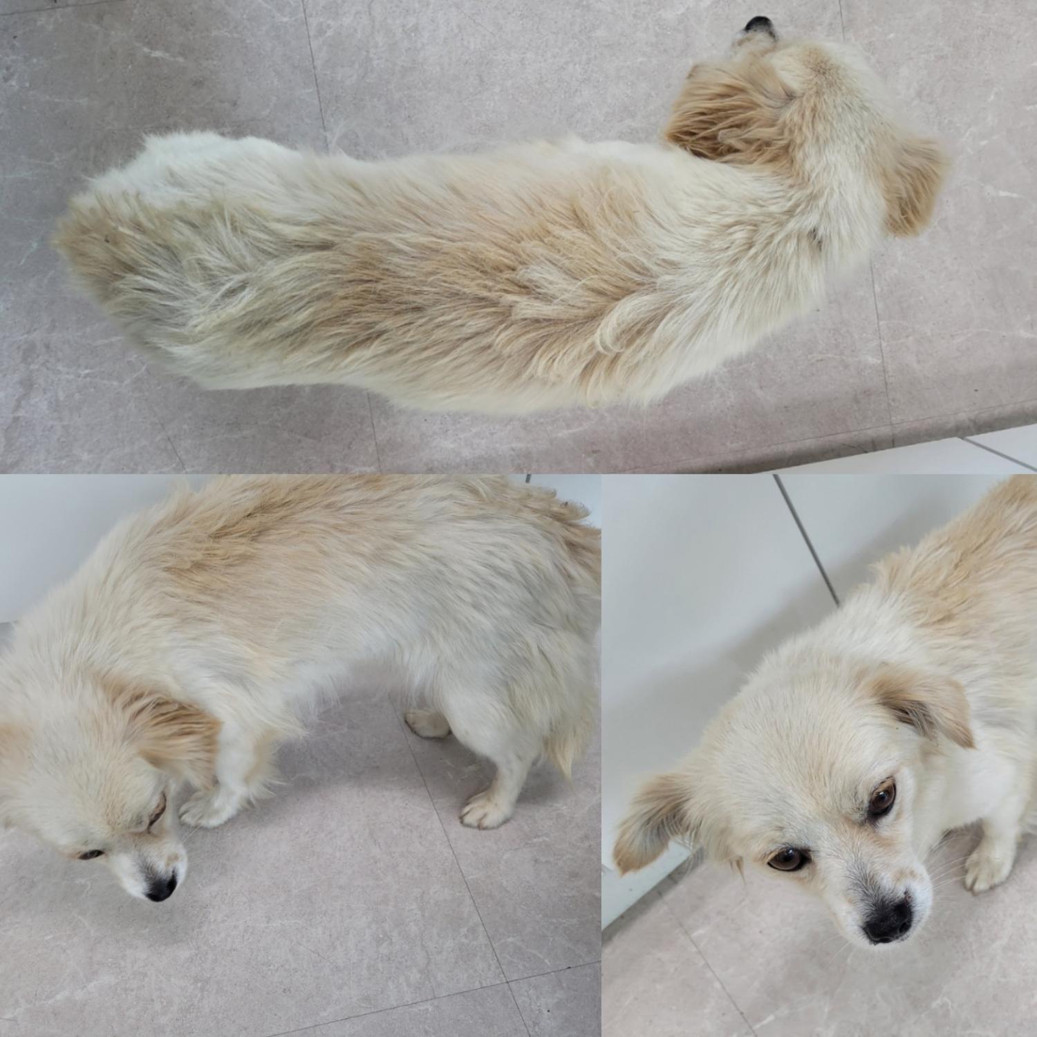 논산시 동물보호센터_444454202300682