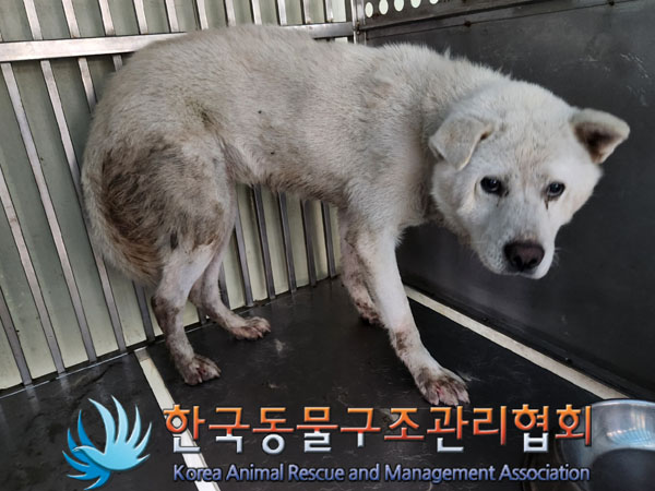 한국동물구조관리협회_411323202300759