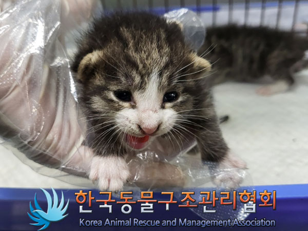 한국동물구조관리협회_441409202301292