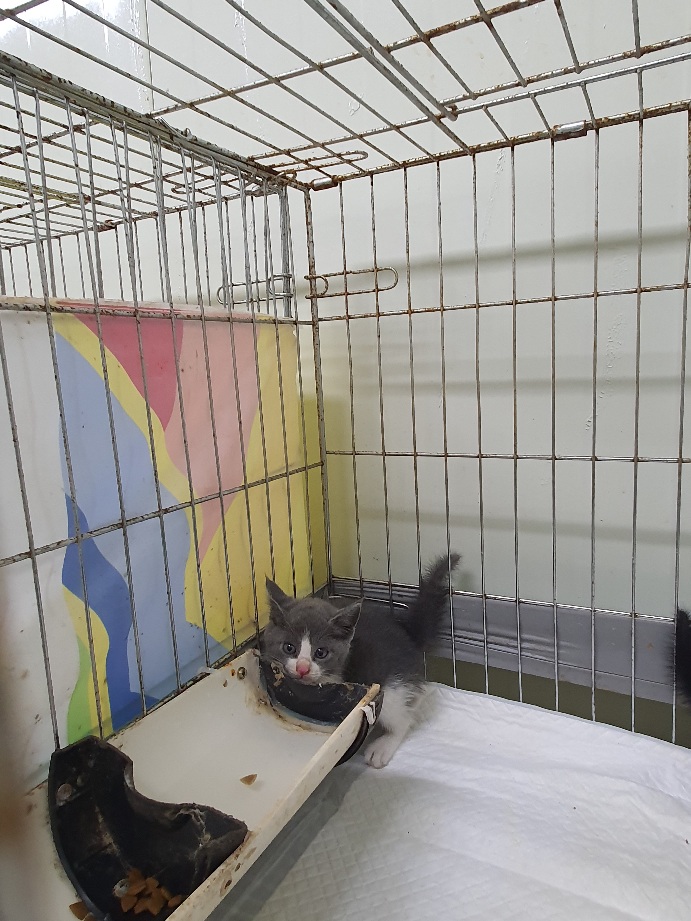 공주시 동물보호소_444450202300458