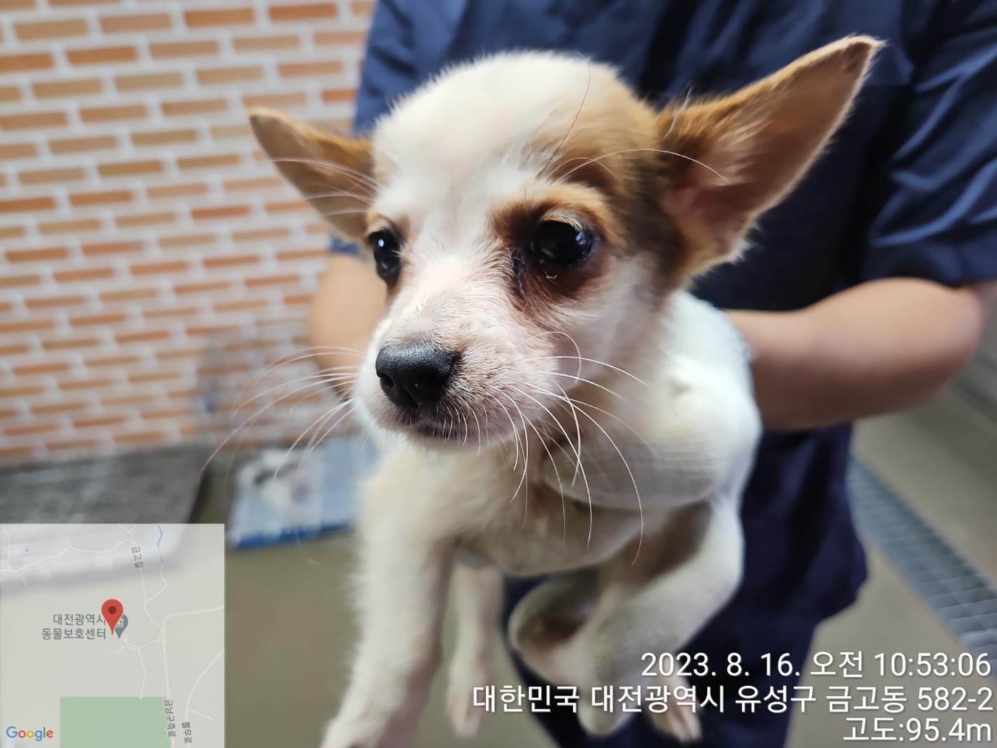 대전동물보호센터_430368202300397