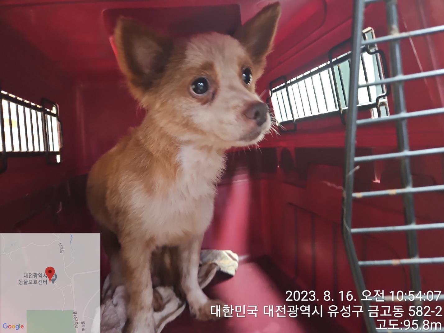 대전동물보호센터_430368202300395