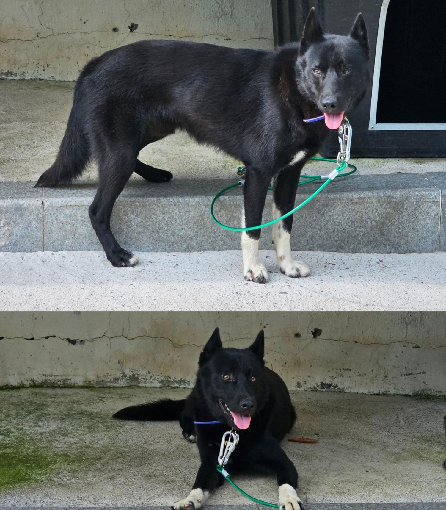 보호중 믹스견의 가…