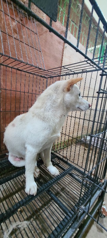 고령군 임시보호소_447520202300295