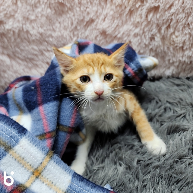 종료(자연사) 한국…