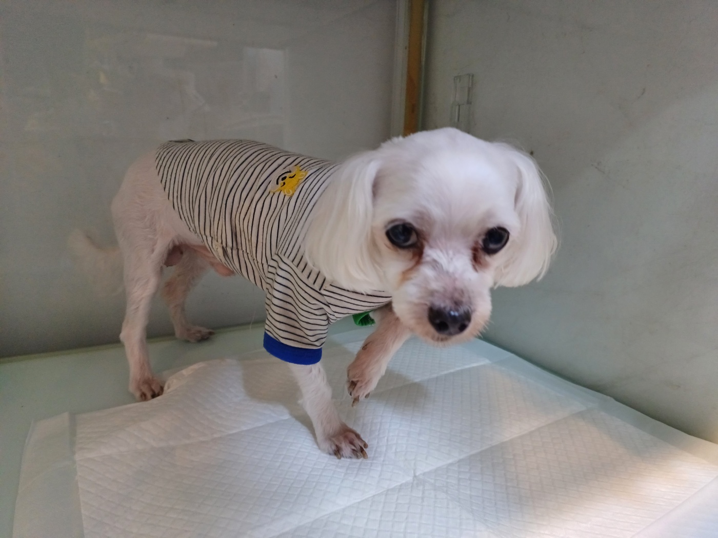 행복한동물병원_445464202302744