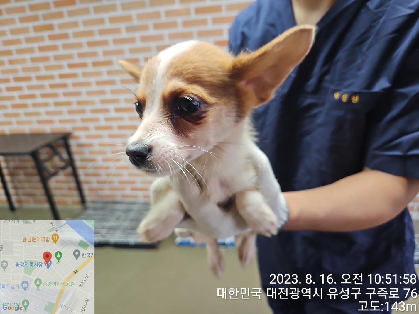 대전동물보호센터_430368202300399