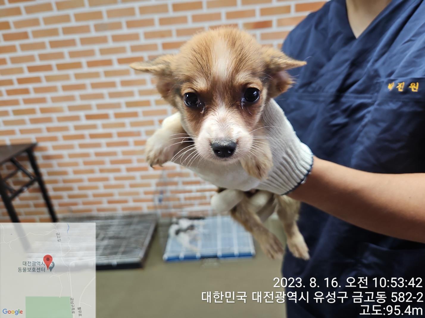 대전동물보호센터_430368202300396