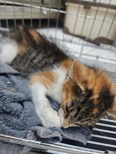 삼산종합동물병원_428354202301145