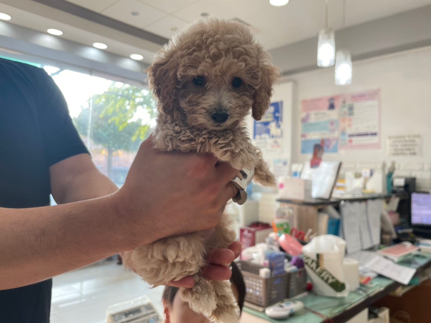 종료(입양) 푸들의…