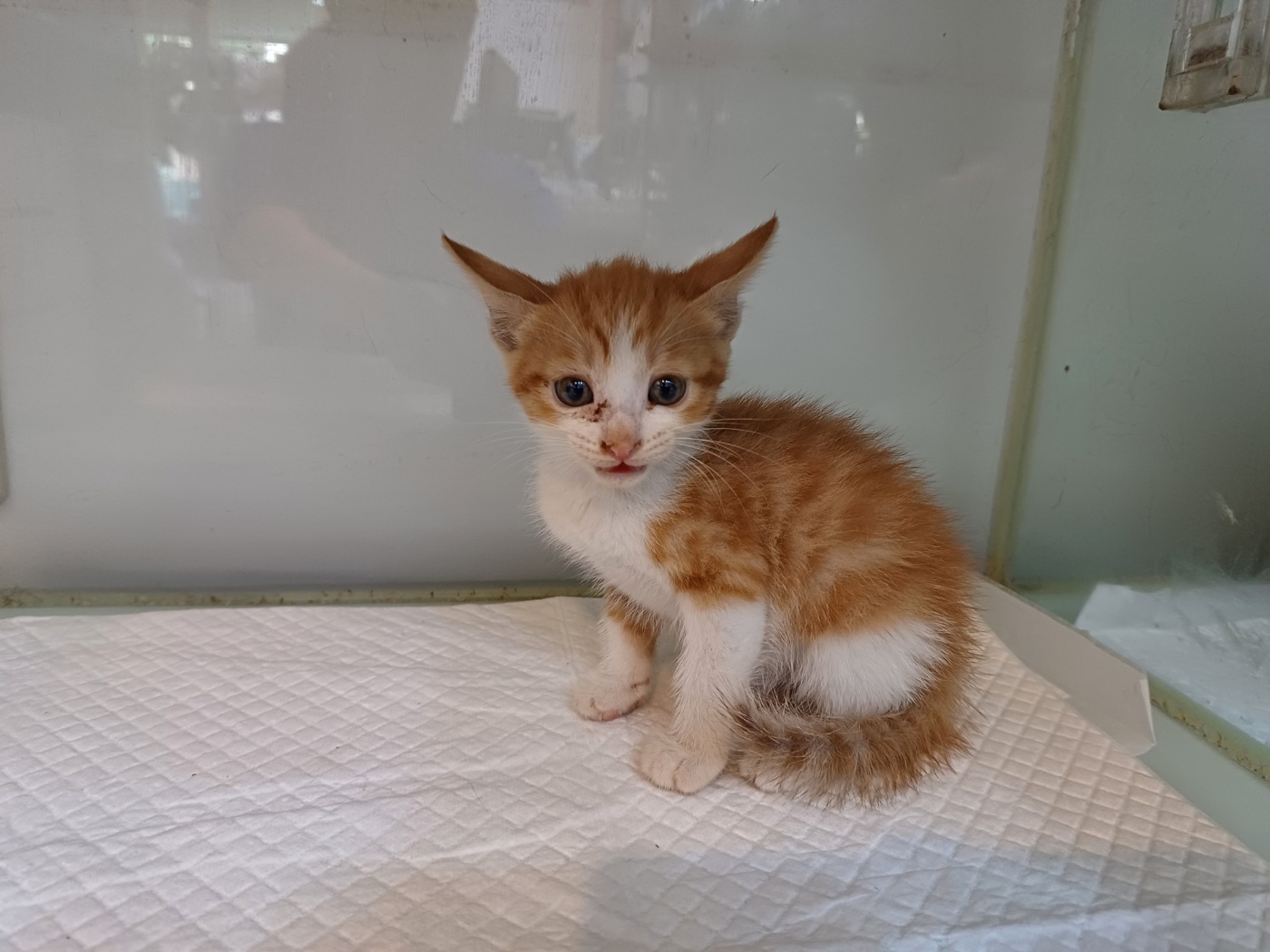 행복한동물병원_445464202302749