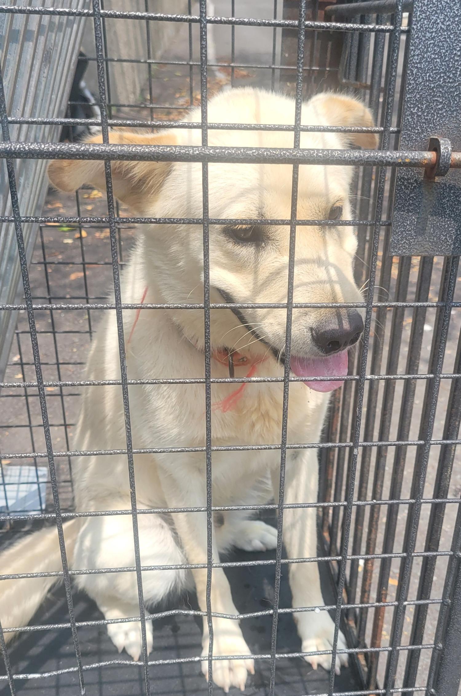 창녕 유기동물보호소_448541202301232