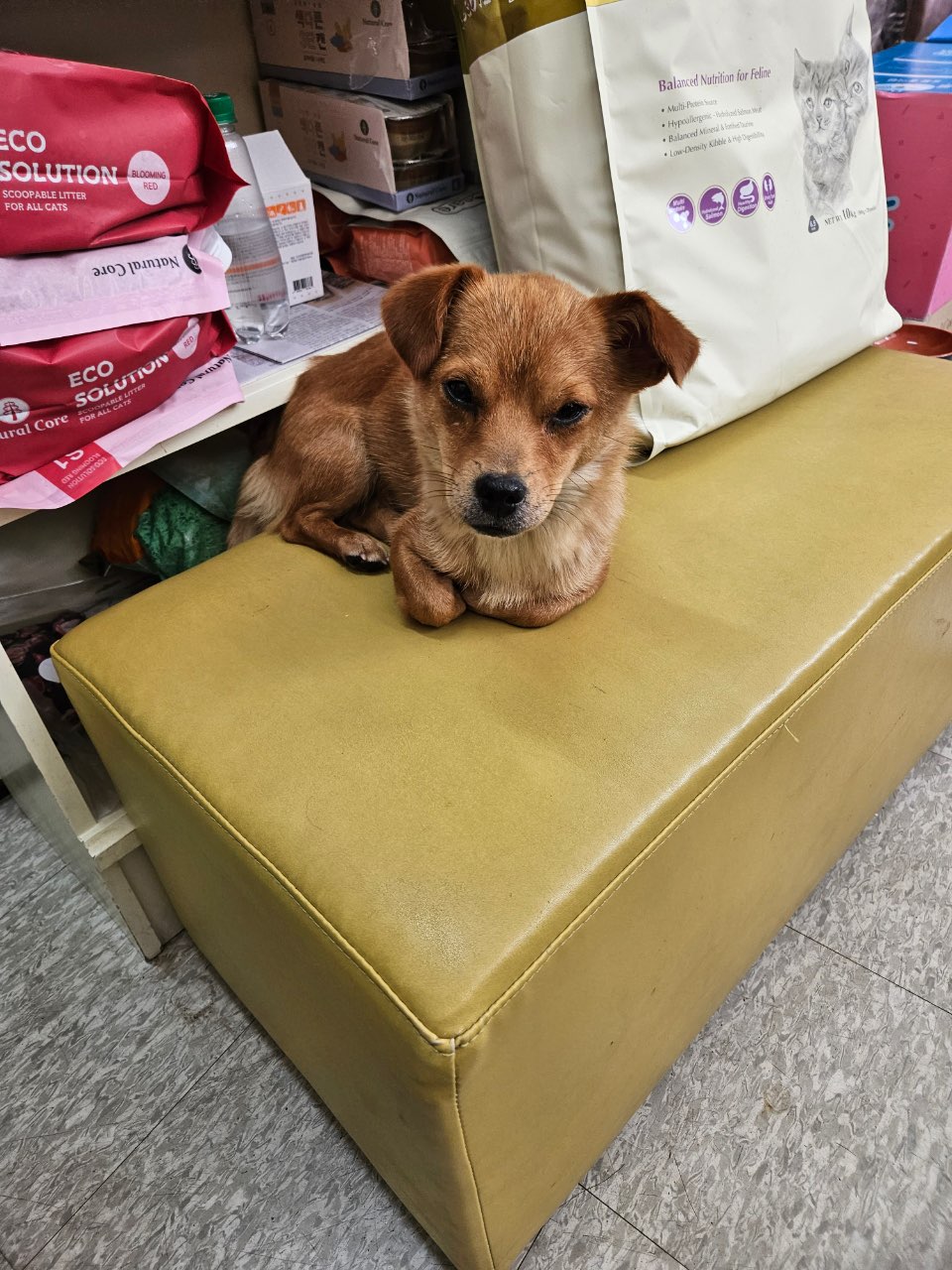 평창군유기동물보호소_442428202300057