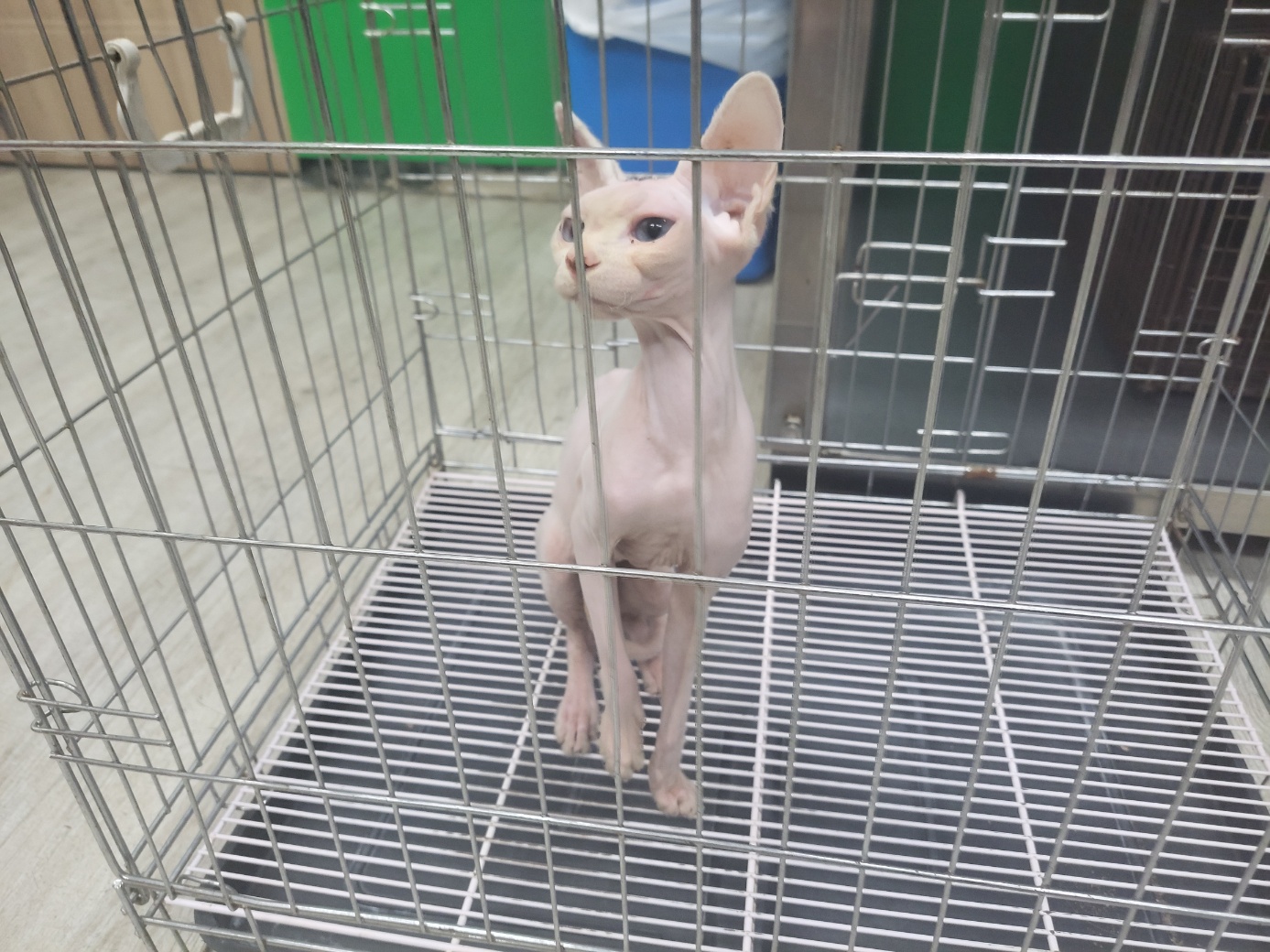 종료(자연사) 스핑…