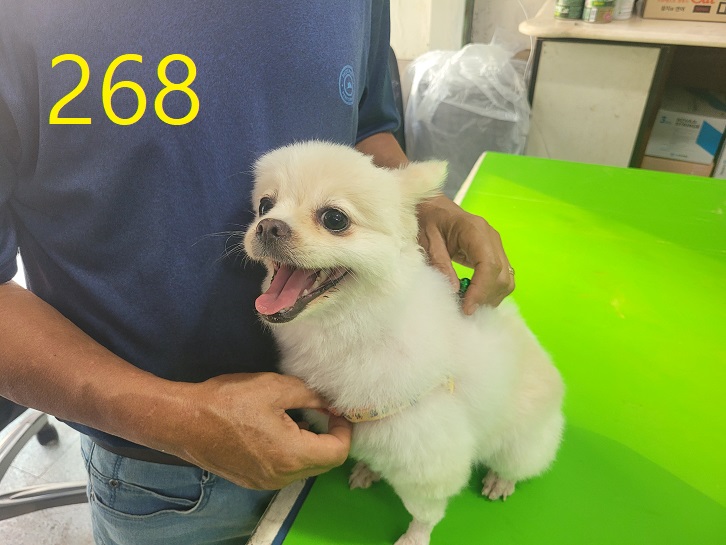 보호중 포메라니안의…