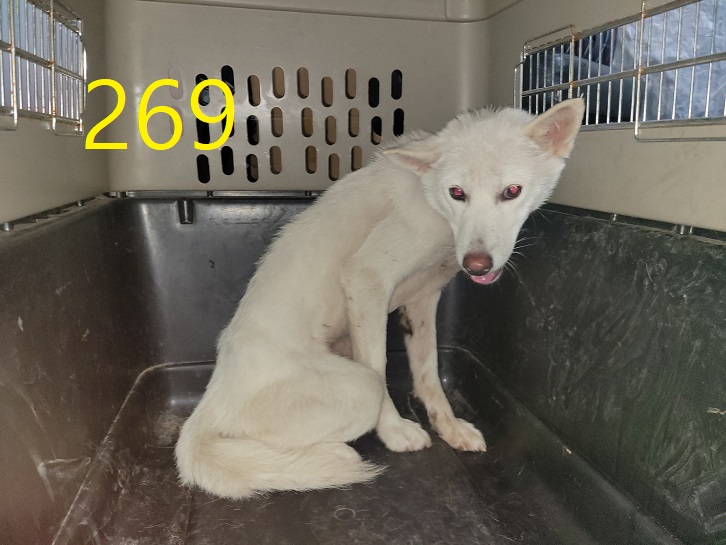 보호중 믹스견의 가…