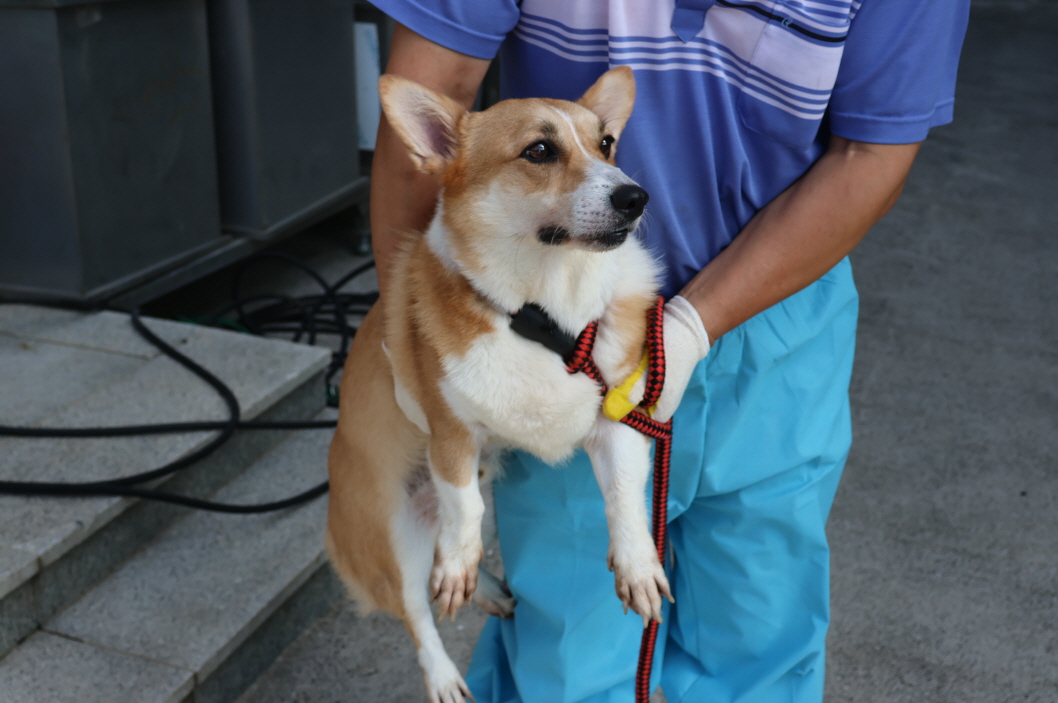 종료(반환) 웰시 …