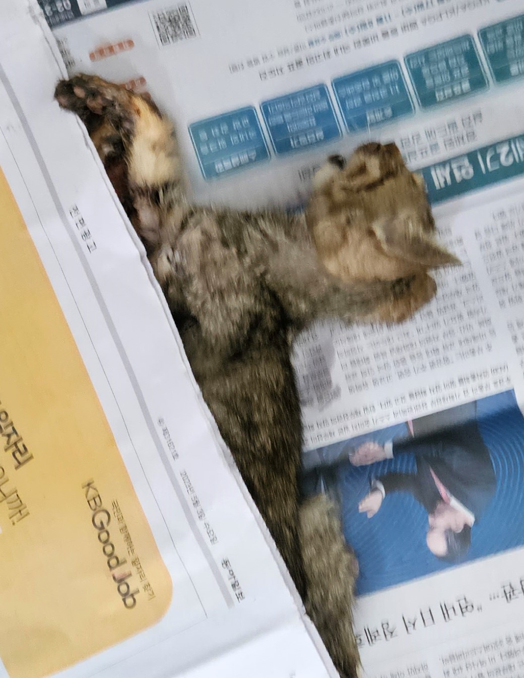 대구유기동물보호협회_427347202300734