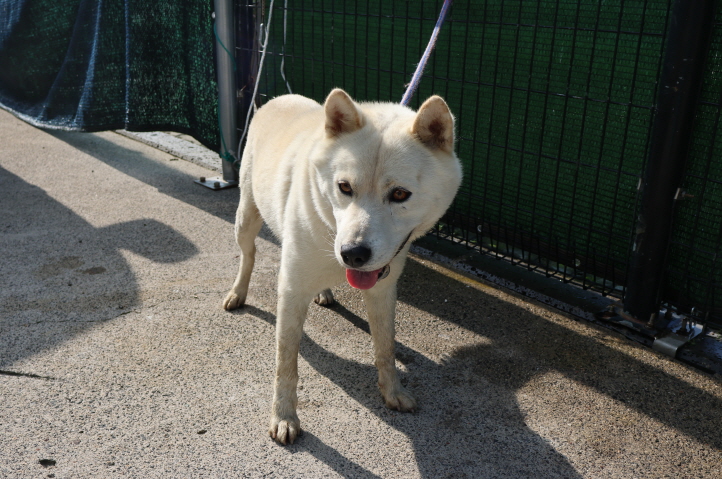 종료(자연사) 믹스…