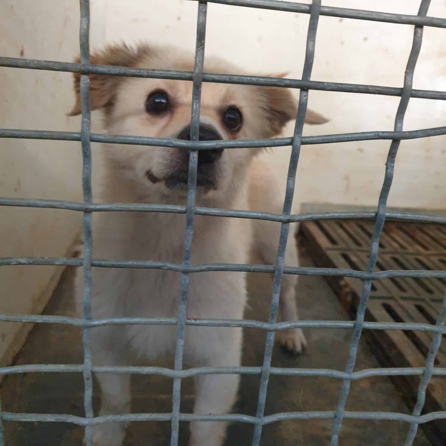 남양동물보호센터_441553202302350