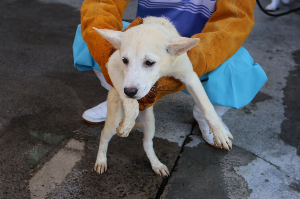 제주 동물보호센터_450650202302880