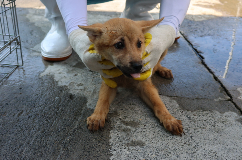 제주 동물보호센터_450650202302883