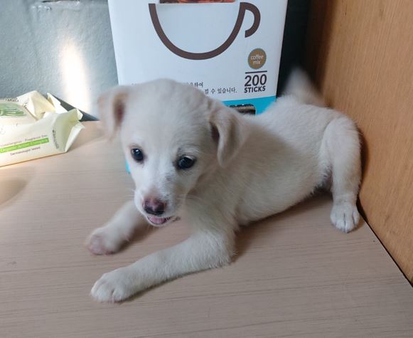 보령시유기동물보호소_444451202300732