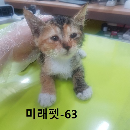 미래펫동물병원_431370202300758