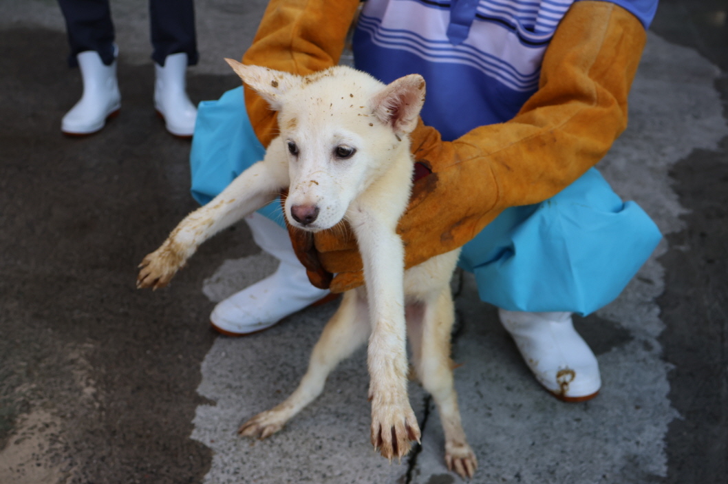 제주 동물보호센터_450650202302879