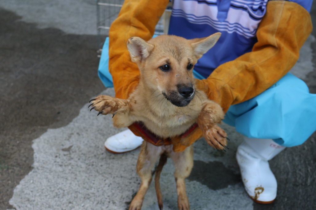 제주 동물보호센터_450650202302878
