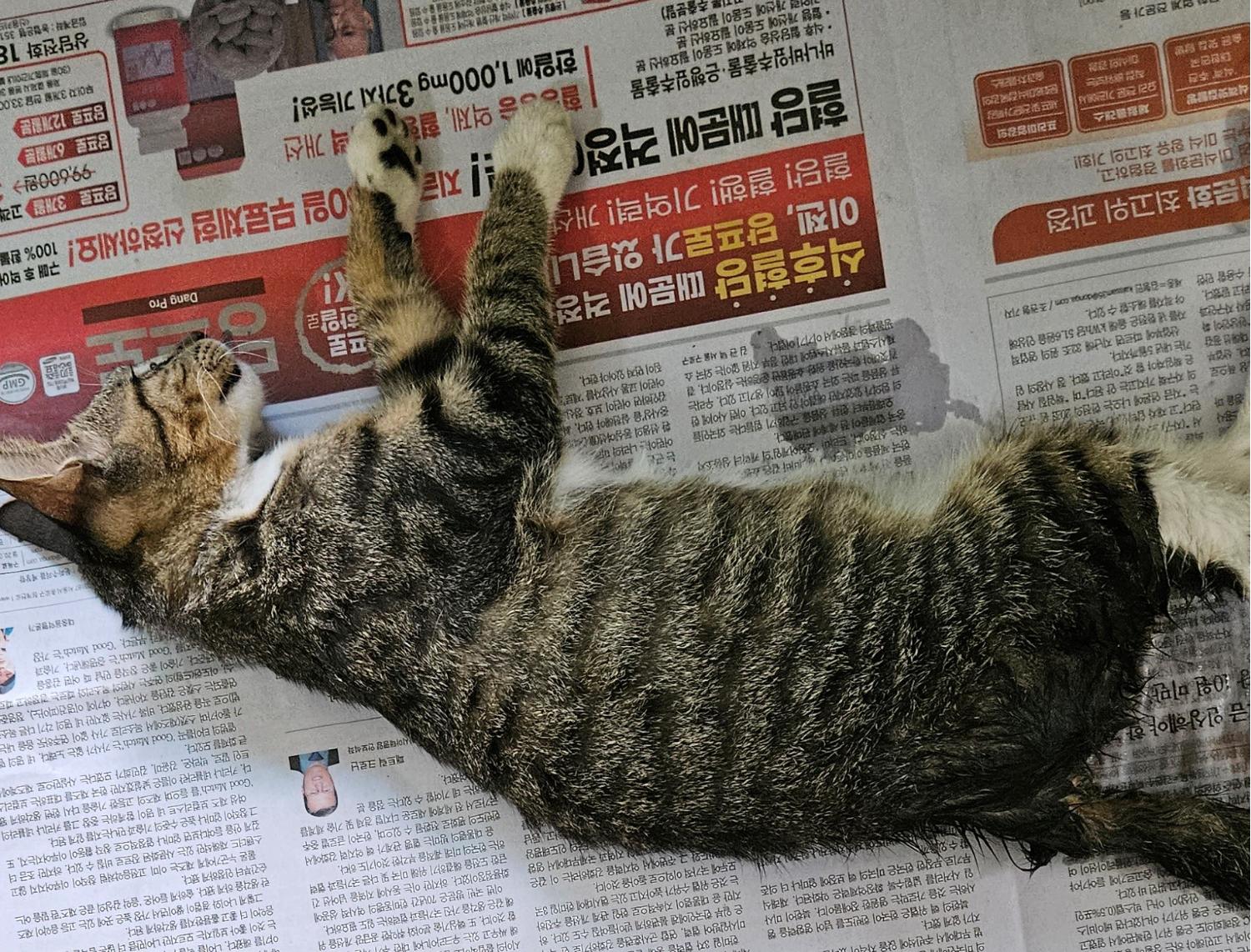 대구유기동물보호협회_427344202300258