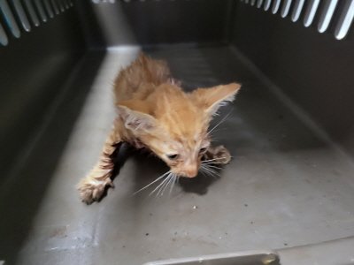 누리동물병원_426338202300321