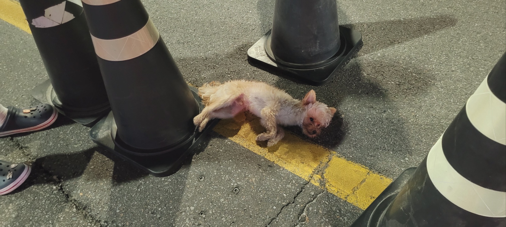 강릉시 동물사랑센터_442420202300479