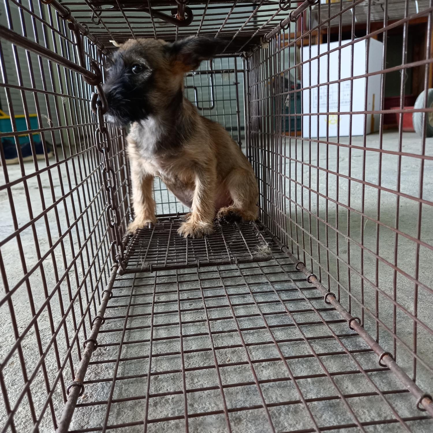 평택시유기동물보호소_441391202301872