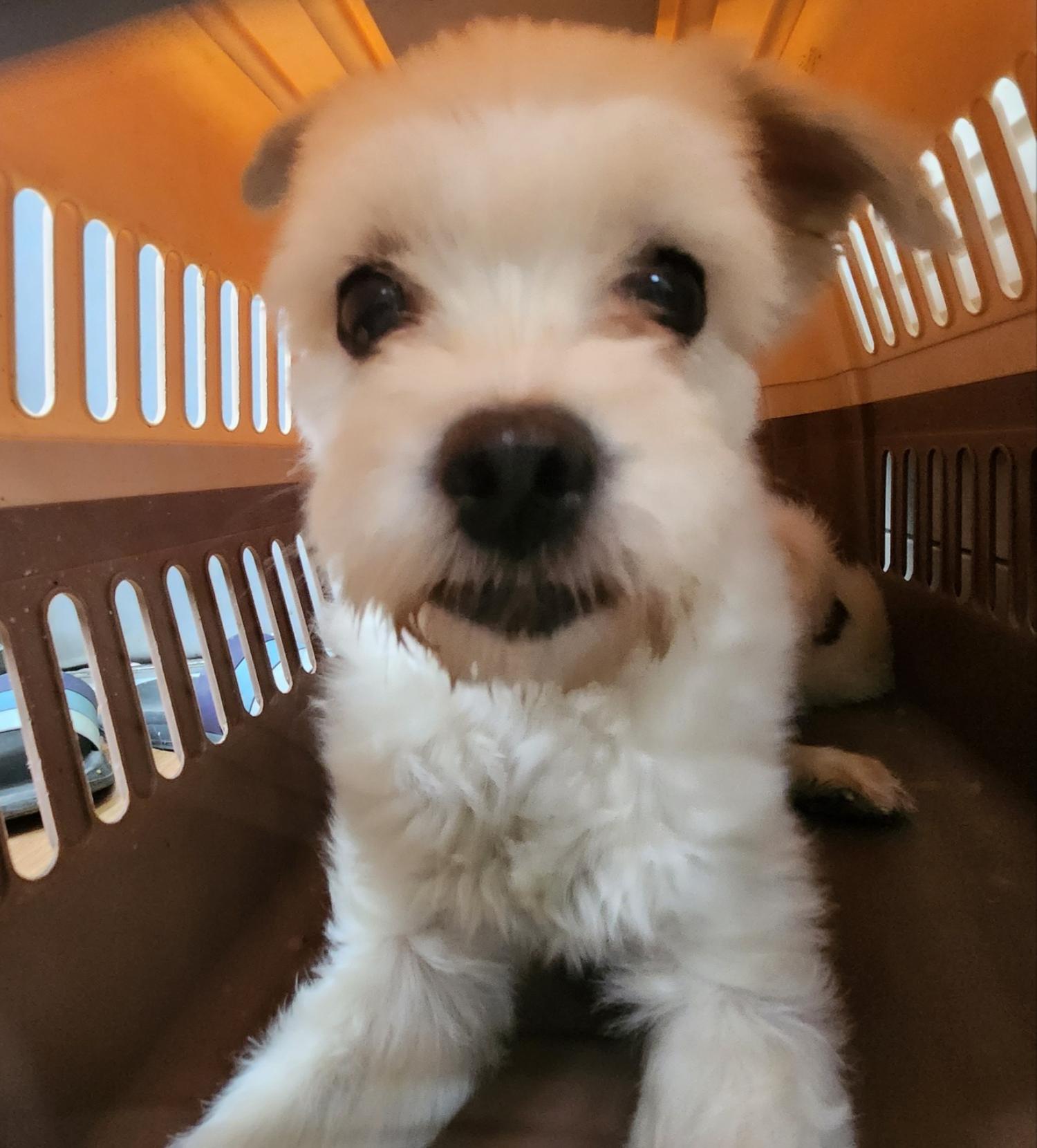 울산유기동물보호센터_431373202300905