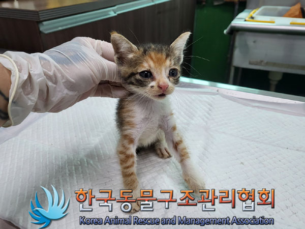 한국동물구조관리협회_411309202300323