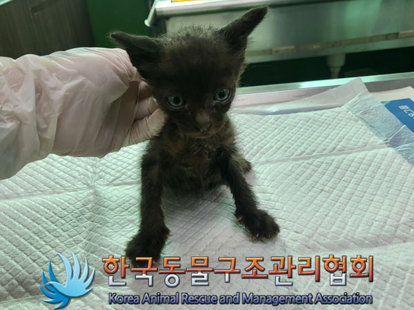 한국동물구조관리협회_411305202300412