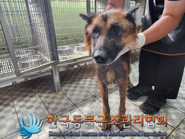 한국동물구조관리협회_441559202300848
