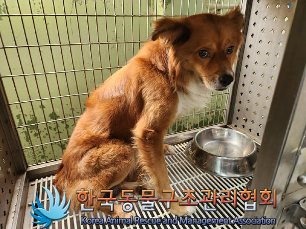 한국동물구조관리협회_441559202300849
